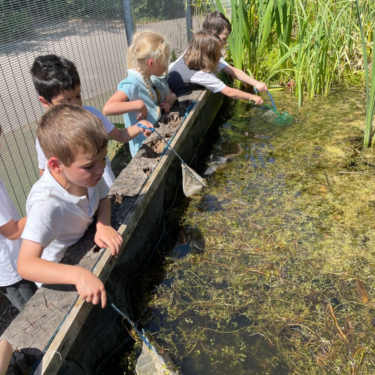 sheen-mount-primary-pond-dipping-and-orienteering